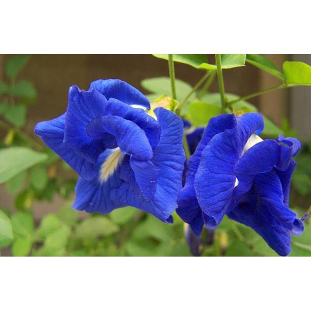 Mì bún hoa đậu biếc siêu ngon đặc sản Cao Bằng eatlean giảm cân gói 500g