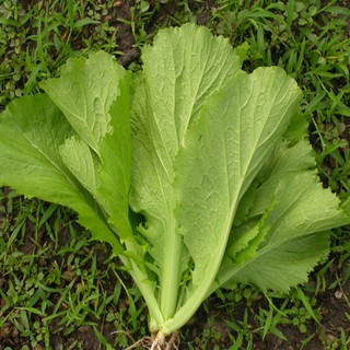 Hạt Giống Cải Bẹ Xanh Mỡ Cao Sản ( 20g )