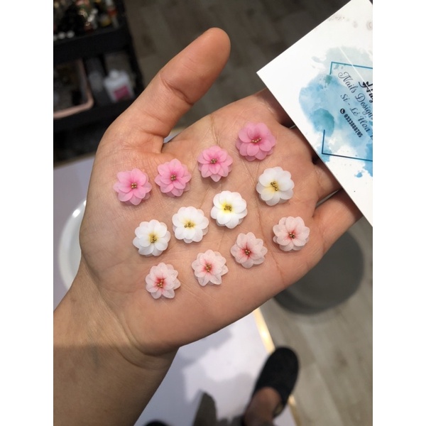 Hoa Bột Mỹ - Hoa thược dược