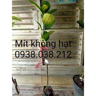 CÂY GIỐNG MÍT KHÔNG HẠT