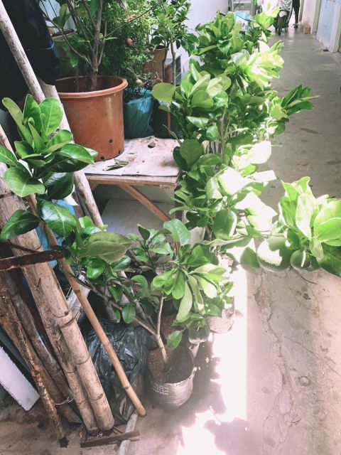 Bưởi da xanh  siêu sớm