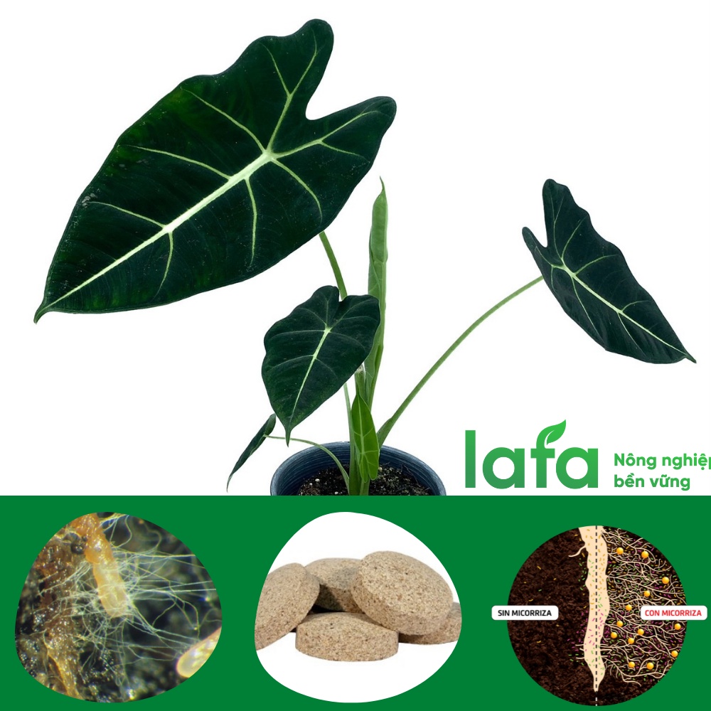 Viên nấm rễ cộng sinh mycorrhiza asir-fruit nhập khẩu Tây Ban Nha