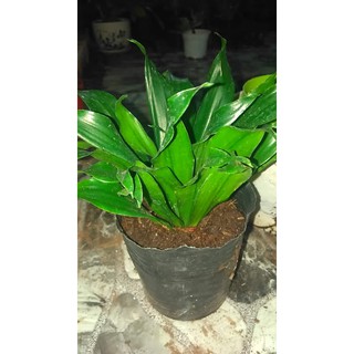  Cây Phát Tài Nhật