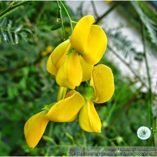 20h Hạt Giống Bông Điên Điển - Miền Tây (Sesbania sesban)