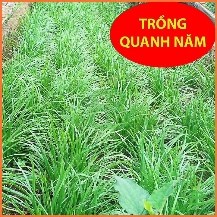 Hạt Giống Hẹ Ta 2Gr Dinh Dưỡng, Năng Suất Cao