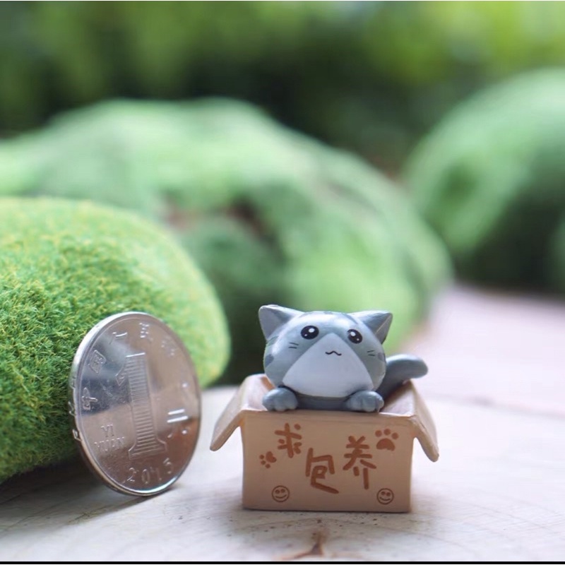 Mèo Con Trong Hộp | Phụ Kiện Trang Trí Tiểu Cảnh Terarium, Sen Đá