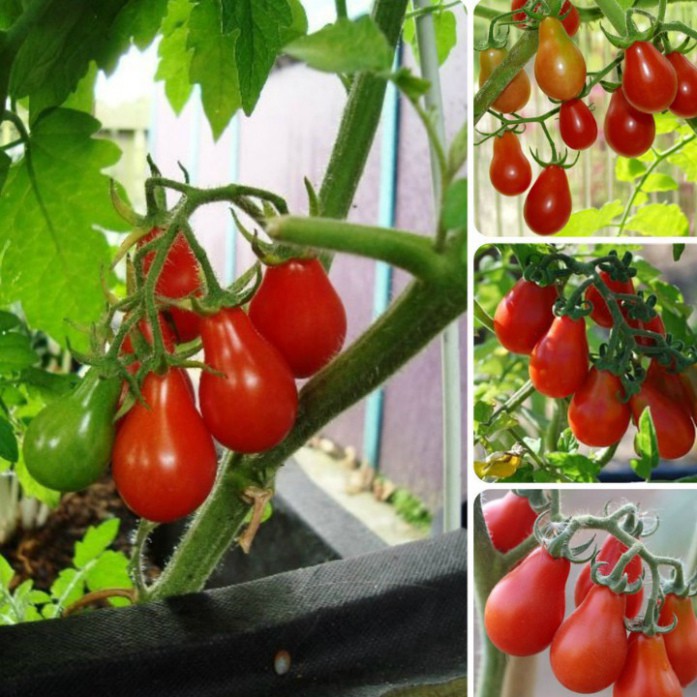 Hạt giống cà chua hồ lô (tặng phân)