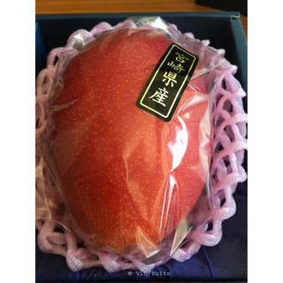 CÂY GIỐNG XOÀI MẶT TRỜI NHẬT BẢN