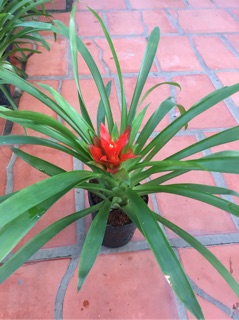 Phong Lộc Hoa