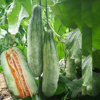Hạt giống Dưa lê quả dài Yang Jiao Mi - Dưa lê chuối 50 hạt (TẶNG gói kích thích hạt nảy mầm)