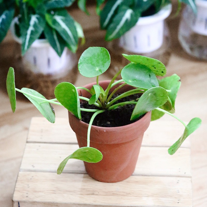 Cây Pilea Peperomioides (Chinese Money Plant, Cỏ Gương, Kim Tiền Trung Hoa, Đồng Tiền Trung Quốc) (Kèm chậu đất nung)