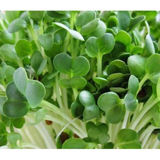 Hạt giống Mầm cải ngọt