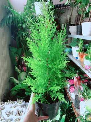 Chậu Tùng Thơm