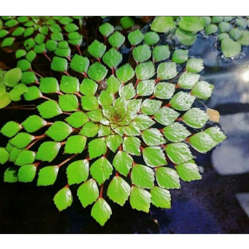 5  CÂY ẤU THÁI THỦY SINH