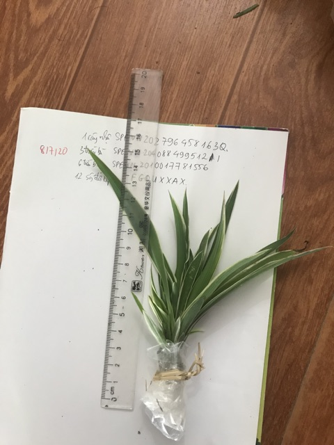 Combo 50 cây cỏ lan chi