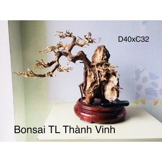 Bonsai gỗ rẻ đẹp trang trí bể cá