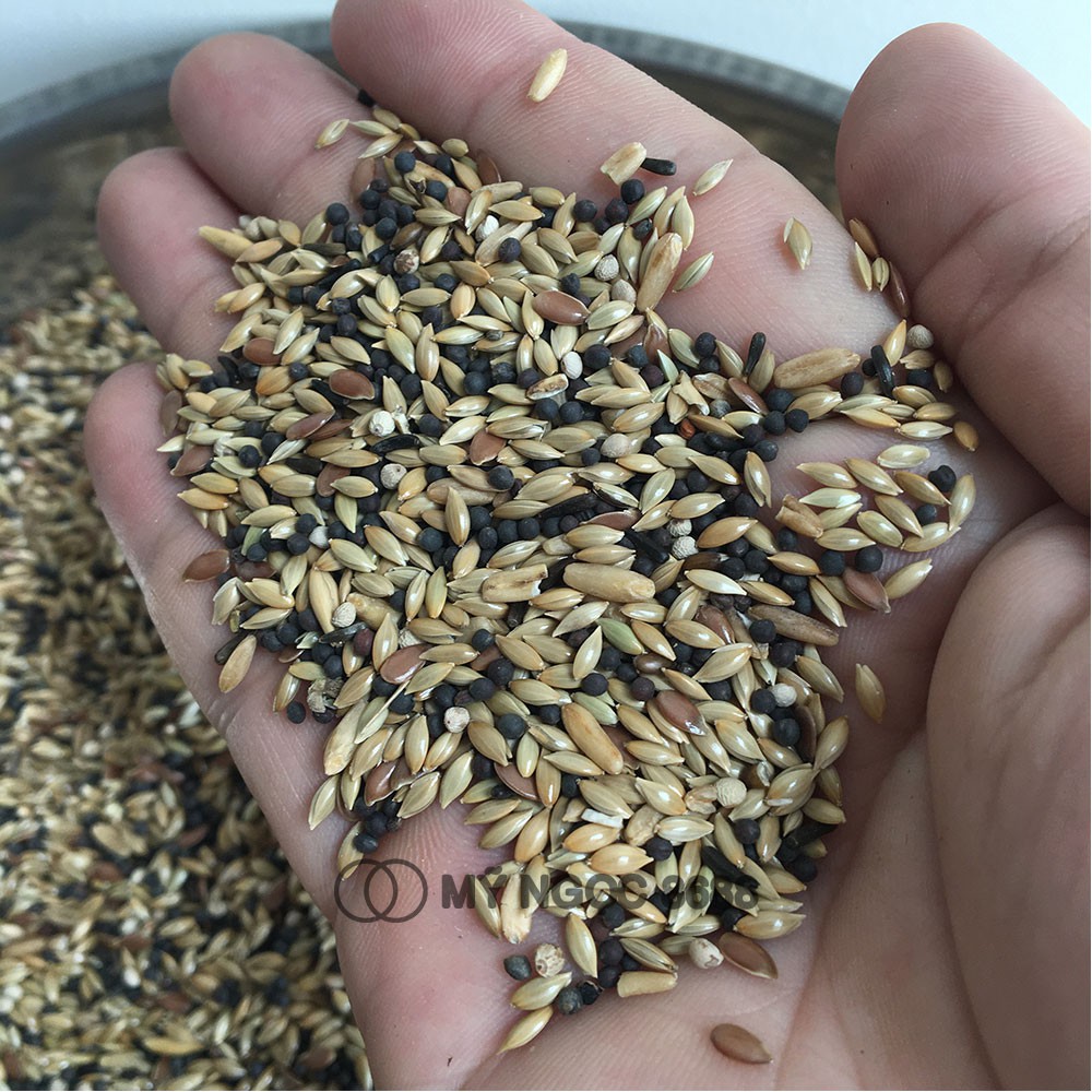 Hạt mix/trộn Manitoba canarini cho chim vẹt, manh manh, sẻ, sắc nhật, yến hót, bạc má bao gồm láng, hạt lanh, hạt cải