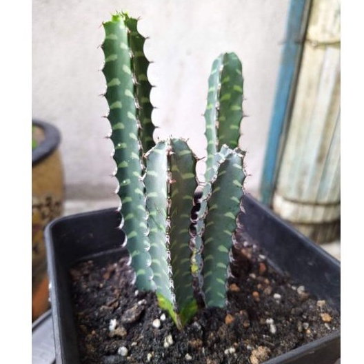 Xương rồng Euphorbia