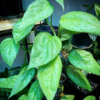 Trầu Bà Leo| Pinnatum cebu blue