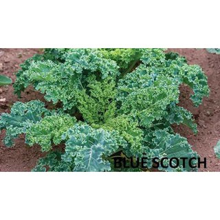 Hạt giống cải xoăn Kale Xanh 400 hạt