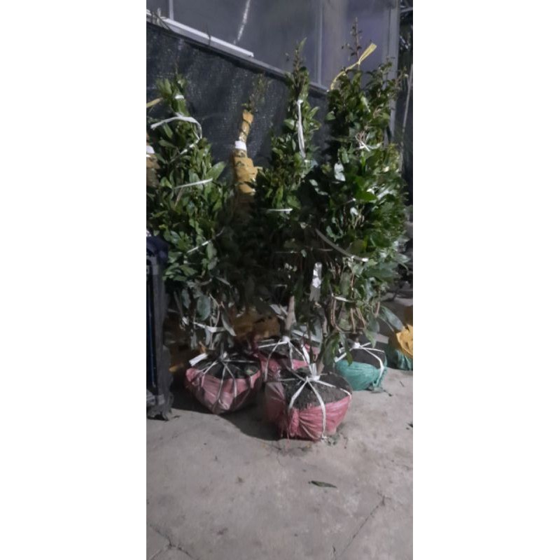 Mai lá trồng lại