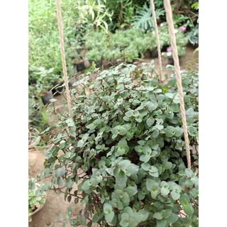 cây tổ ong giỏ treo