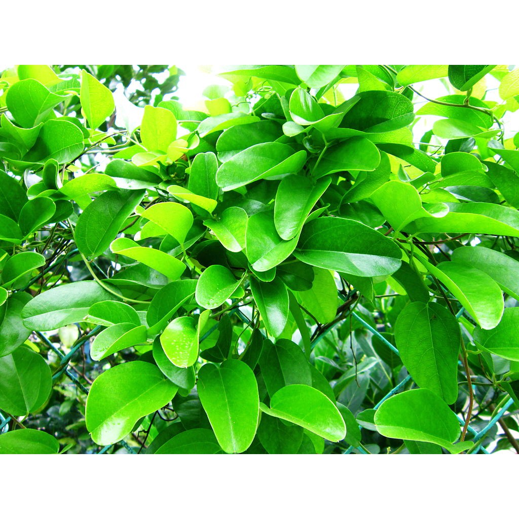 Lá sương sâm trơn tươi nhà trồng