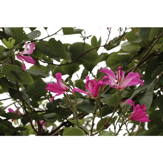 Hạt giống móng bò (ban tím)