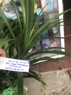 3 Cây lá nếp (còn hàng)