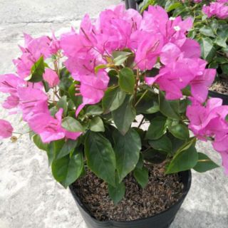 Hoa giấy siêu hoa