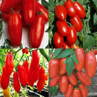 Hạt giống Cà chua chùm chuối