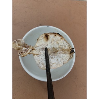 mực khô mini
