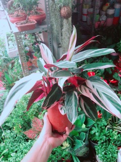 Cây Chuối Hoàng Yến