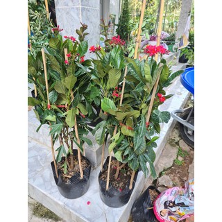 Cây Hồng Mai (Nhất Chi Mai)