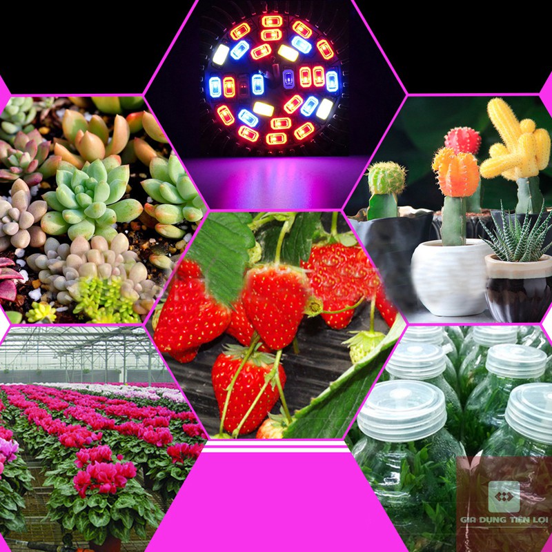 Đèn LED trồng cây - đèn quang hợp cho cây