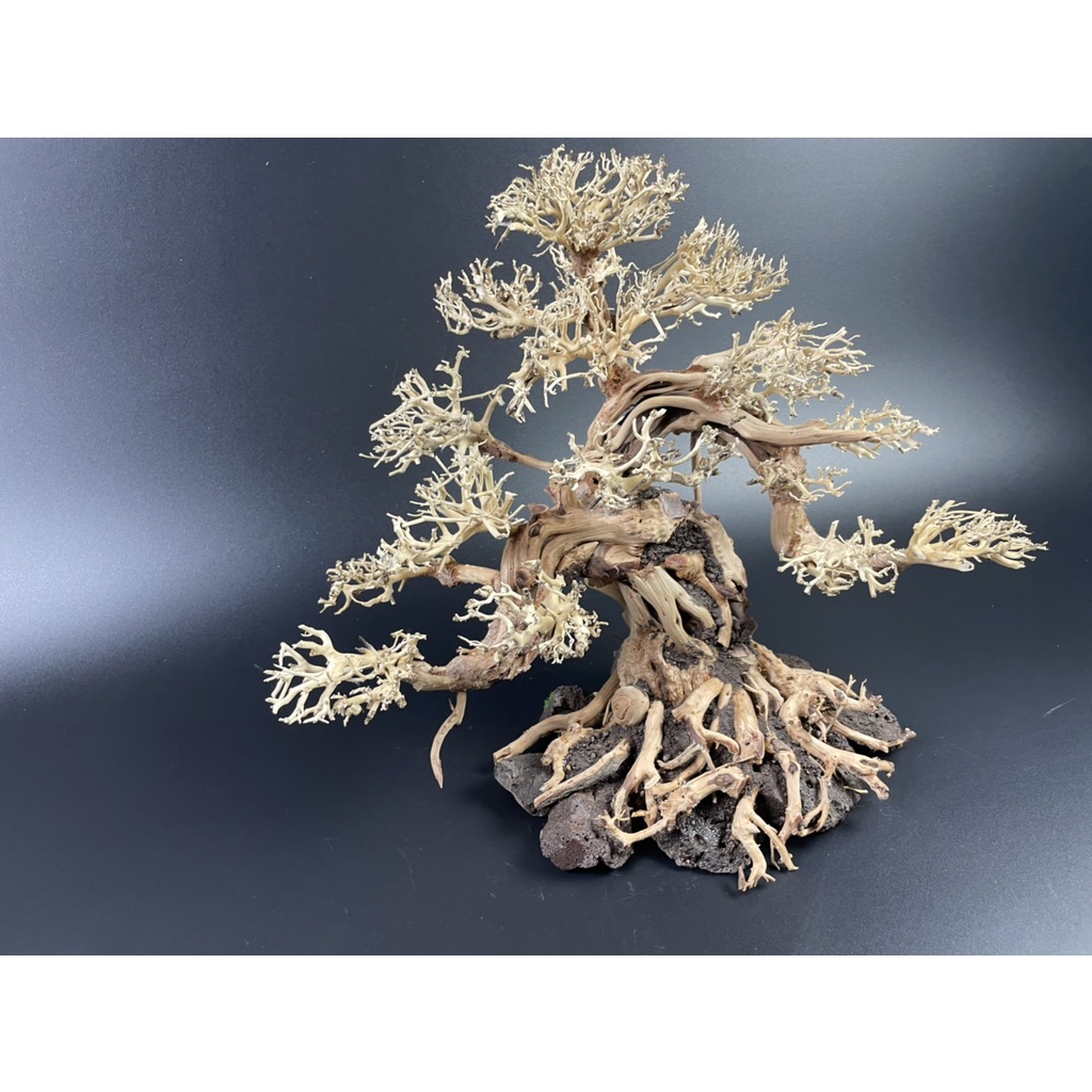 Lũa Bonsai, Lũa thủy sinh dùng trang trí hồ cá cảnh, hồ thủy sinh, văn phòng, nhà cửa- NHÀ XANH