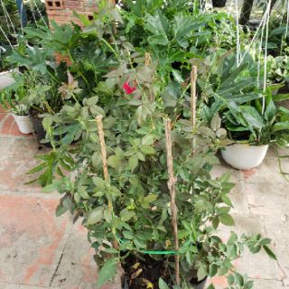 Hoa hồng Cổ Huế son(tặng kèm phân bón)