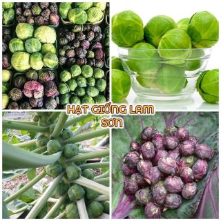 HẠT GIỐNG BẮP CẢI XANH MINI - siêu giòn, món ăn tuyệt vời.