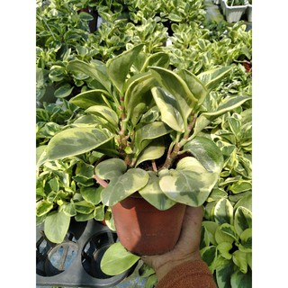 Cây trường sinh cẩm thạch