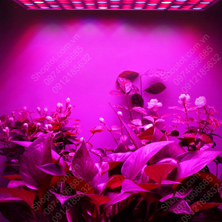 Đèn led pha chuyên cho trồng cây trong nhà 50W-220V50Hz