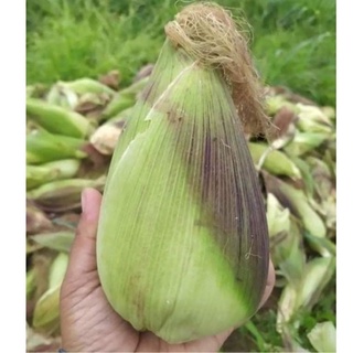 Hạt giống bắp nếp nù 50g (bắp nù sữa, ngô nếp nù)