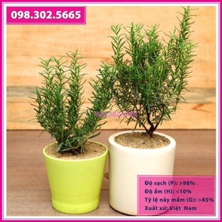 Hạt giống cây hương thảo