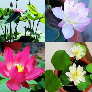 Hạt giống sen Nhật mini