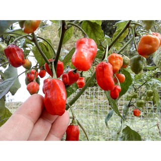 Hạt ớt giống Habanero Red