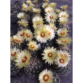 XƯƠNG RỒNG HAMATO HOA VÀNG (Size 4-5cm)