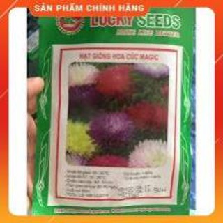 hẠT GIỖNG CÚC MAGIC NHIỀU MÀU GÓI 50 HẠT.