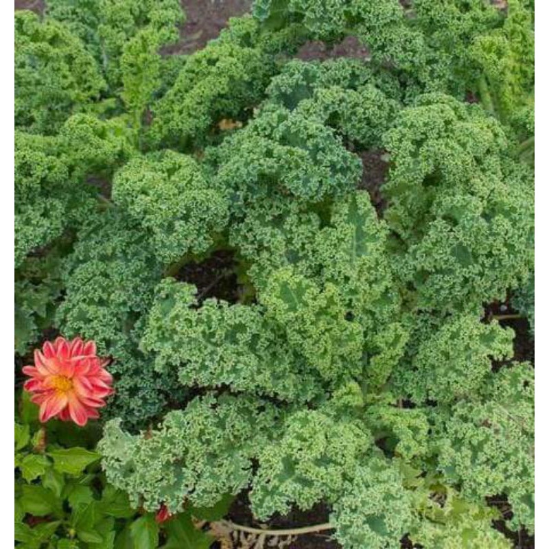 Hạt Giống Cải Xoăn Kale Mỹ Nảy Mầm Tốt Kèm Quà Tặng Và Hướng dẫn