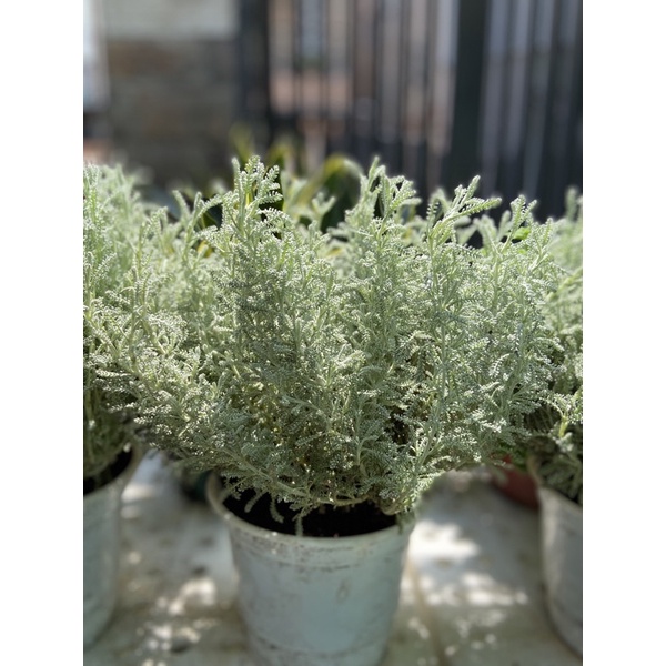 cây lavender cotton lá bạc