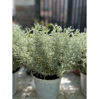 Cây lavender cotton lá bạc