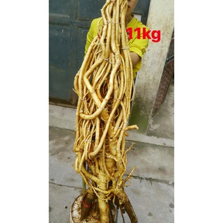 Củ đinh lăng tươi